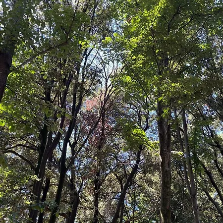 Appartamento Casetta In Versilia *